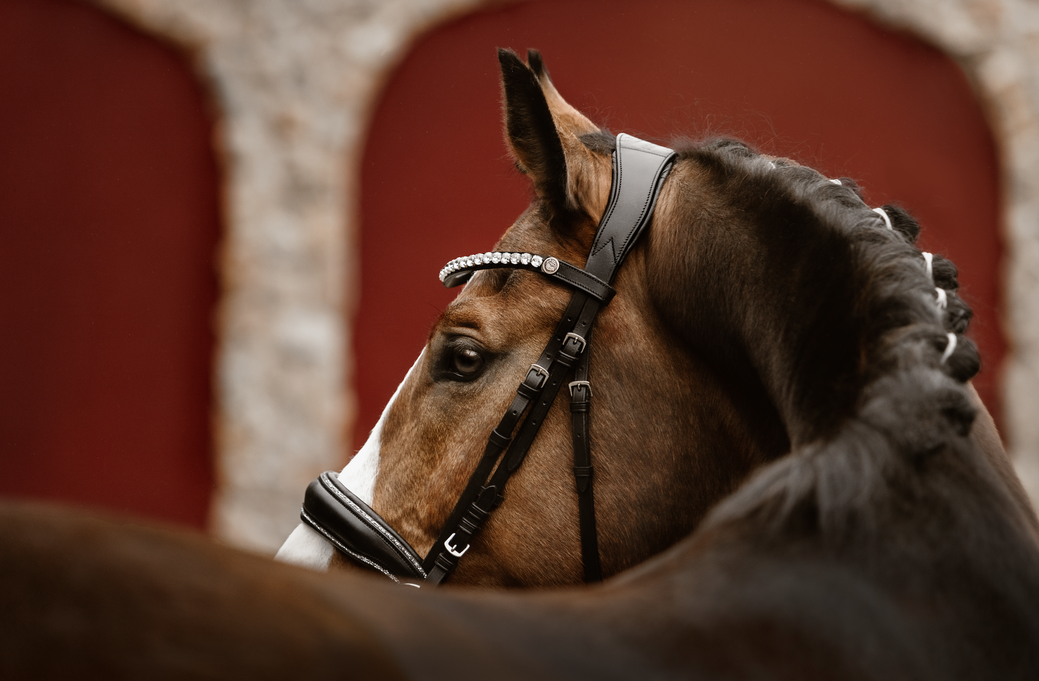 Pferd mit funkelndem BRIDLERY Stirnriemen